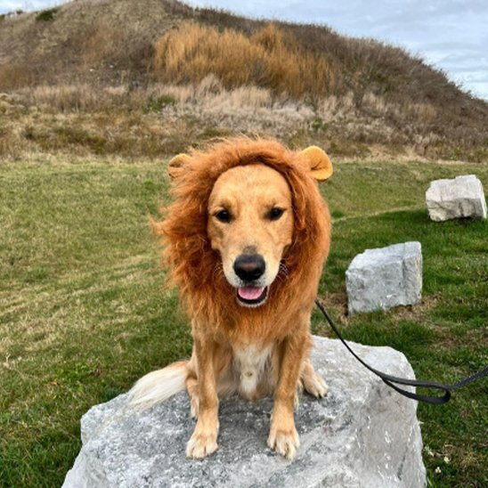 Déguisement chien | Canin'Star - Le Merveilleux Monde de l'Enfance