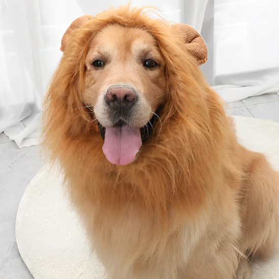 Déguisement chien | Canin'Star - Le Merveilleux Monde de l'Enfance