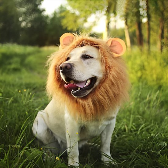 Déguisement chien | Canin'Star - Le Merveilleux Monde de l'Enfance